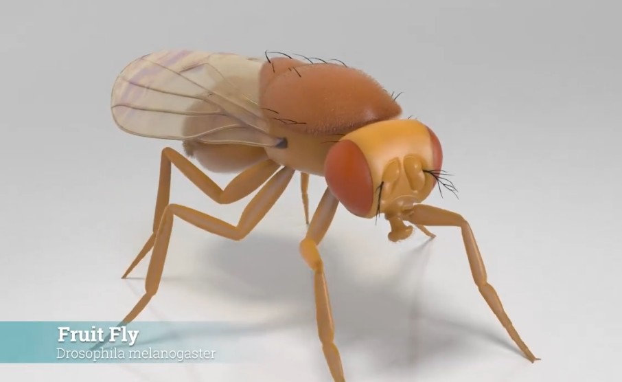Eon's uploaded fly: the simulated Drosophila melanogaster inside its MuJoCo body, from the March 2026 announcement. The render is the product: connectome to physics engine, no training. (Image: Eon Systems, announcement post by CEO Michael Andregg)