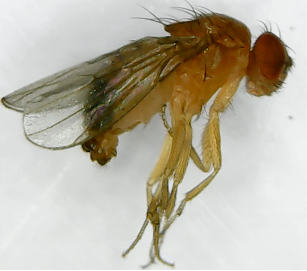 A Drosophila under the microscope - the preparation that starts the whole pipeline: fixate, slice at 2,000-times-thinner-than-hair, image 21 million times, trace by hand. (Photo: Talita Oliveira, Wikimedia Commons, CC BY-SA 4.0)