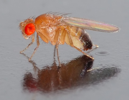 The organism under all of it: an adult Drosophila melanogaster, about 1.5 millimeters long, the red eyes of the compound eyes that give the fly its roughly 1,600-pixel view of the world. (Photo: André Karwath aka Aka, Wikimedia Commons, CC BY-SA 2.5)