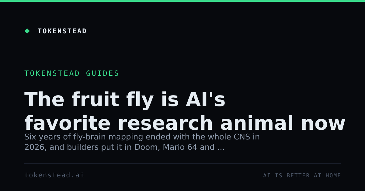 The fruit fly is AI's favorite research animal now